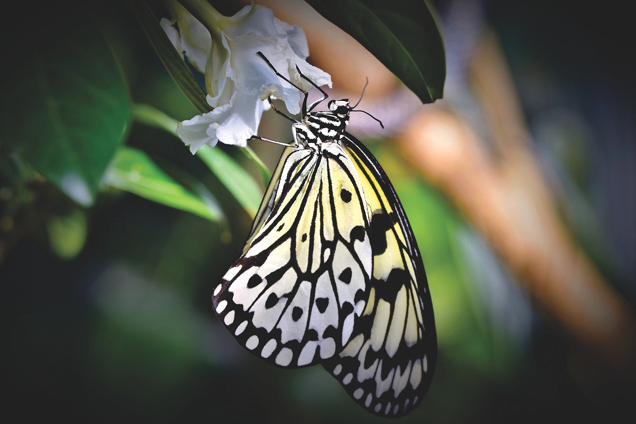 How to Grow Exotic Plants in Your Garden